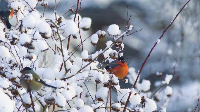 冬季在树枝上的小鸟