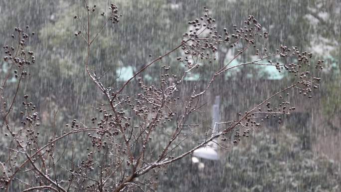 下雪天树枝