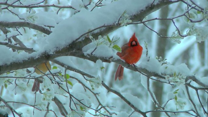 树枝上的小鸟野外大雪红鸟