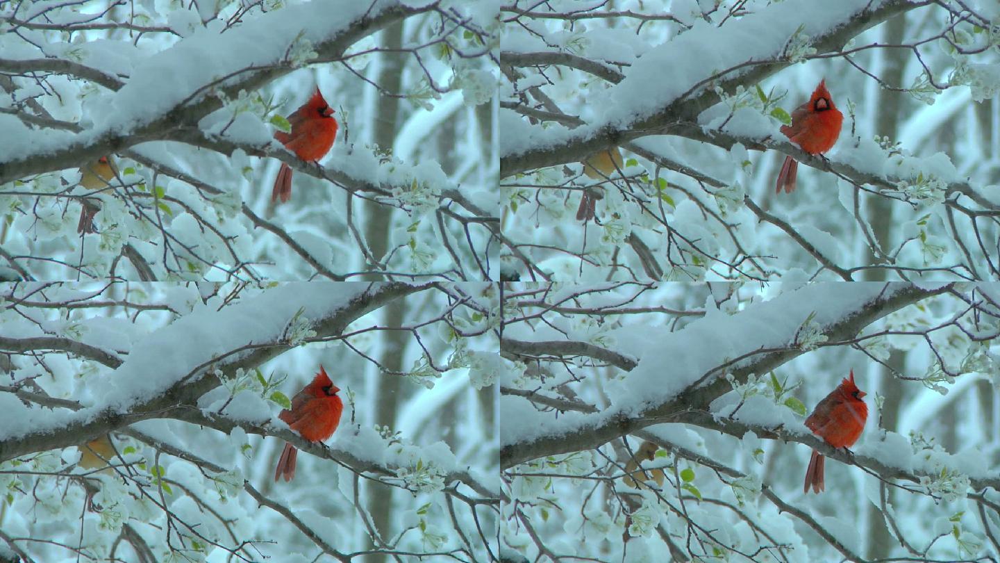树枝上的小鸟野外大雪红鸟