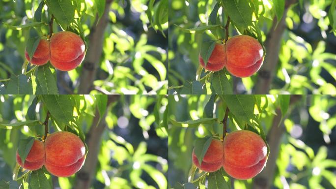 桃树枝上的桃子水蜜桃