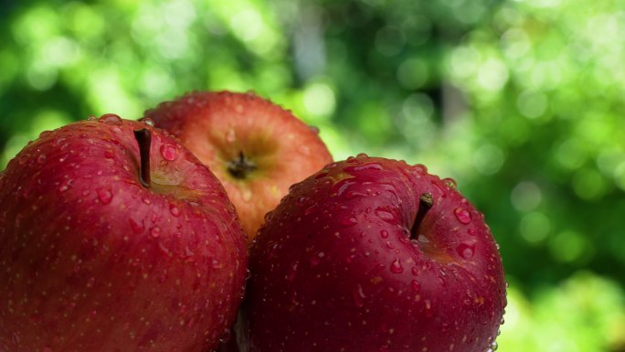 苹果背景红苹果水珠苹果苹果产地