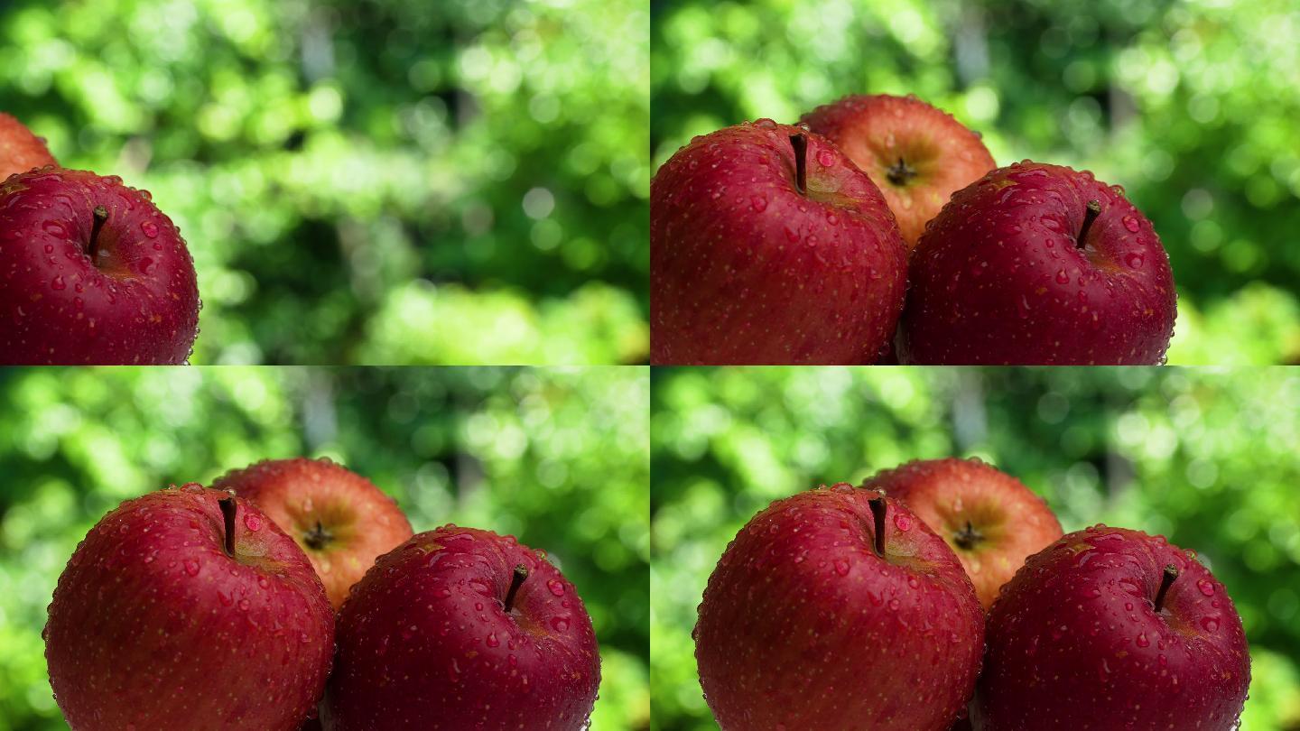 苹果背景红苹果水珠苹果苹果产地