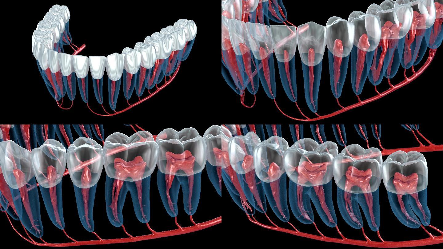 牙根解剖三维立体牙槽骨牙釉质