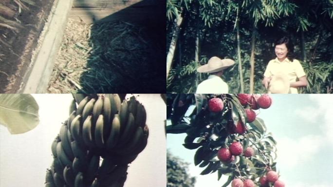 八十年代农村收稻谷各种水果丰收