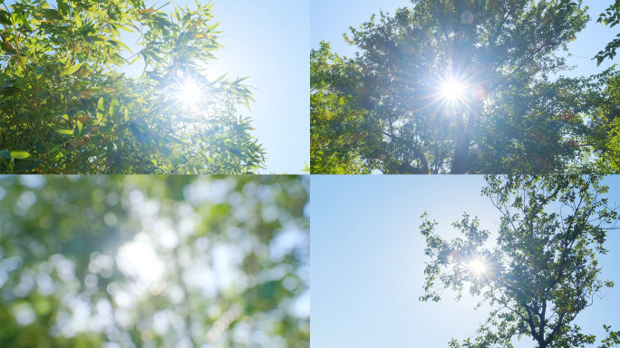 阳光逆光竹叶树叶树林晴天唯美夏至空镜头