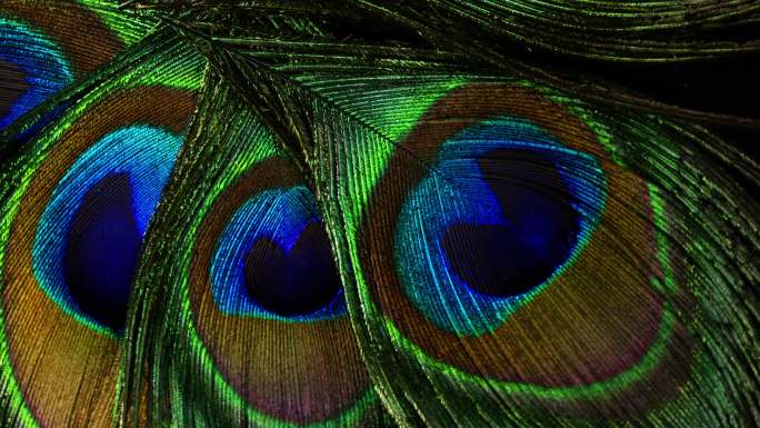 热带孔雀鸟的羽毛
