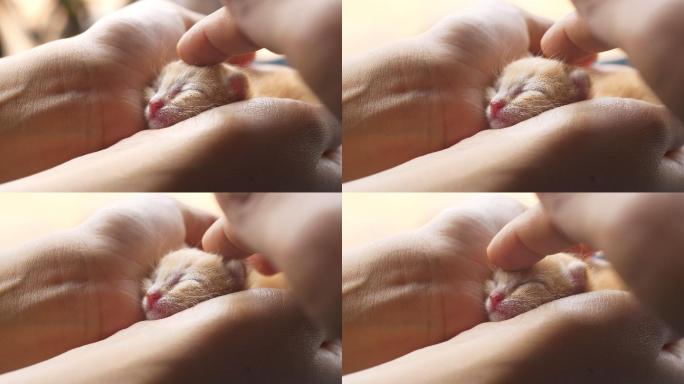 手里拿着可爱的小猫。