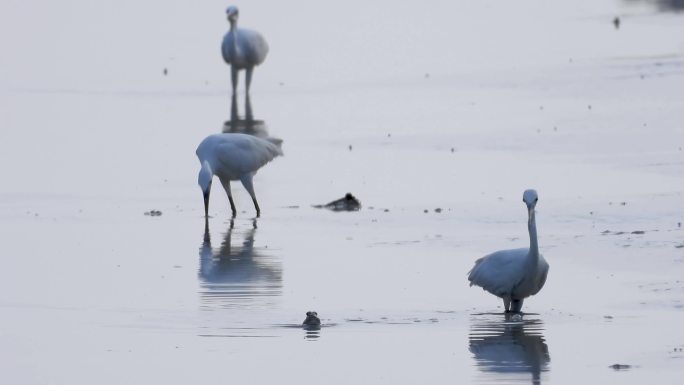 小白鹭在泥滩捕食跳泥鸟。