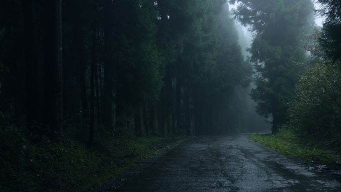 雨中有雾的森林路恐怖惊悚树林山林林间公路