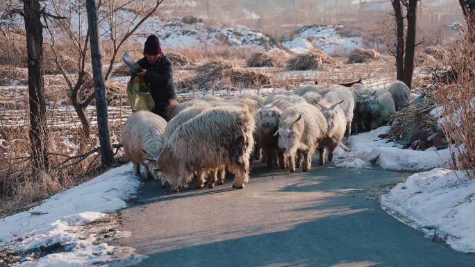 东北农村放羊牧归视频