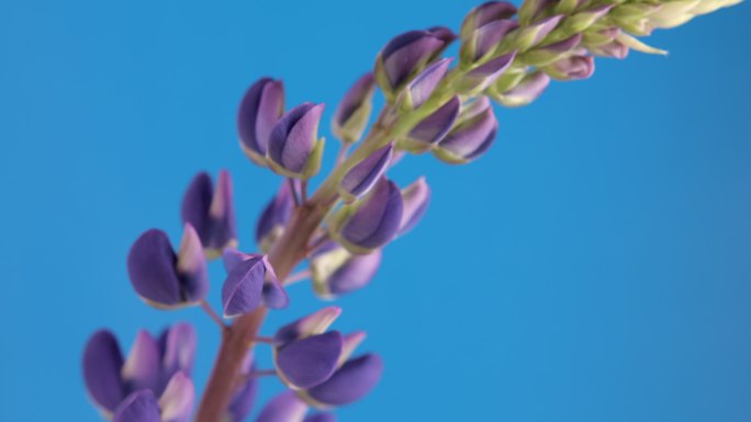 蓝色背景上移动的羽扇豆花