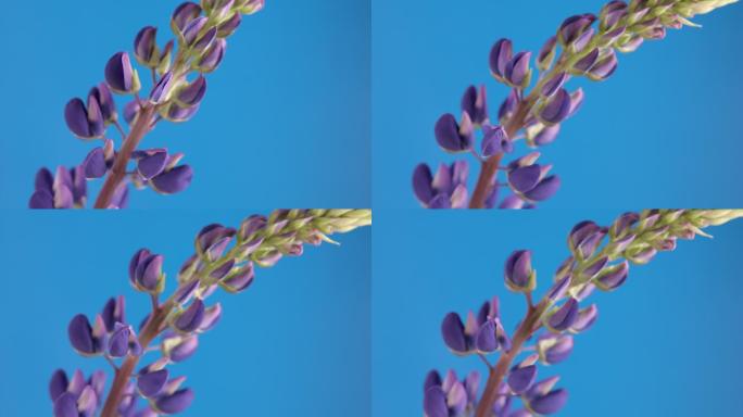 蓝色背景上移动的羽扇豆花