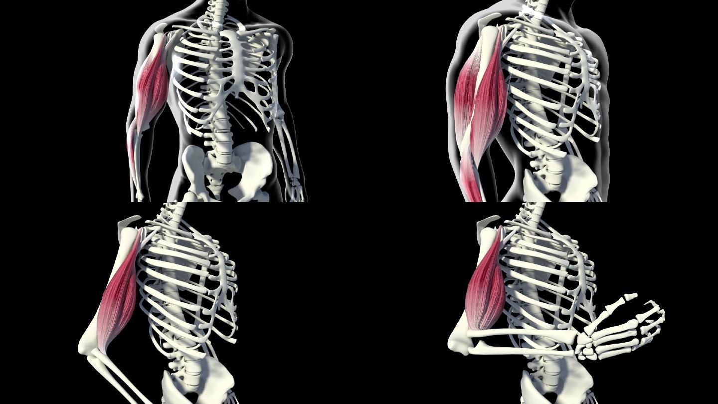 二头肌肌肉展示男性三维动画医学医疗