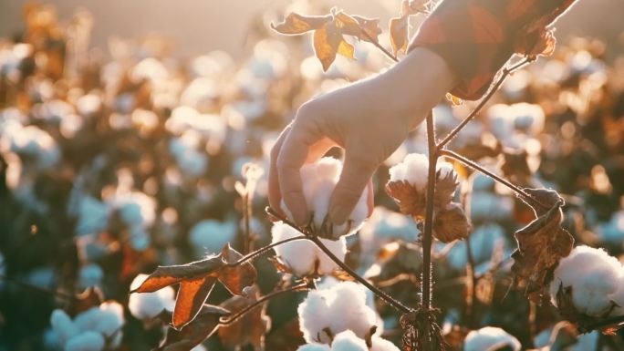 盛开的棉新疆棉花采摘丰收