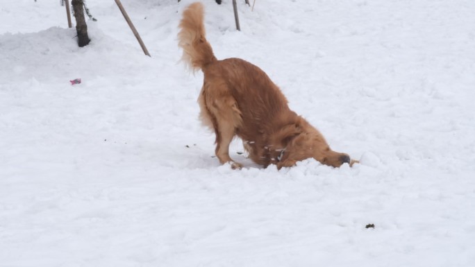 在雪地里打滚的狗狗