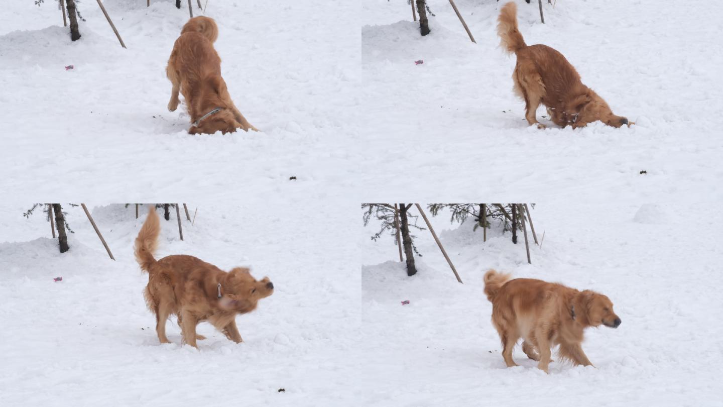 在雪地里打滚的狗狗