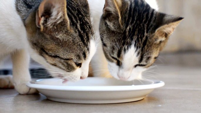 两只猫从碗里喝牛奶。