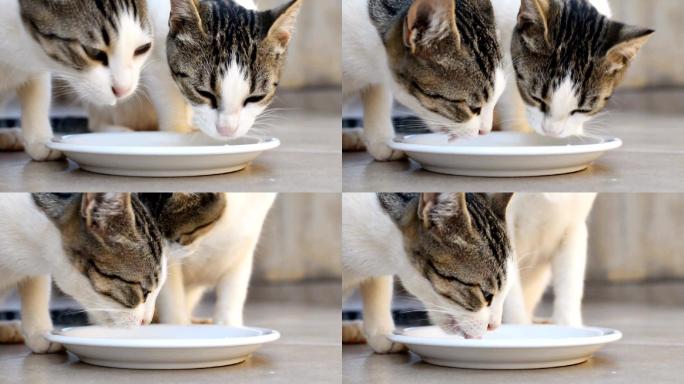 两只猫从碗里喝牛奶。