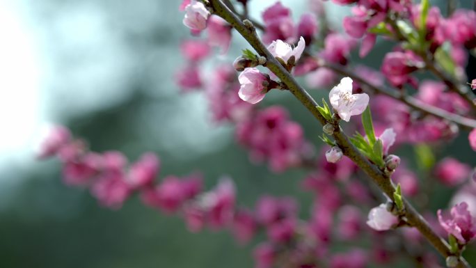 桃花