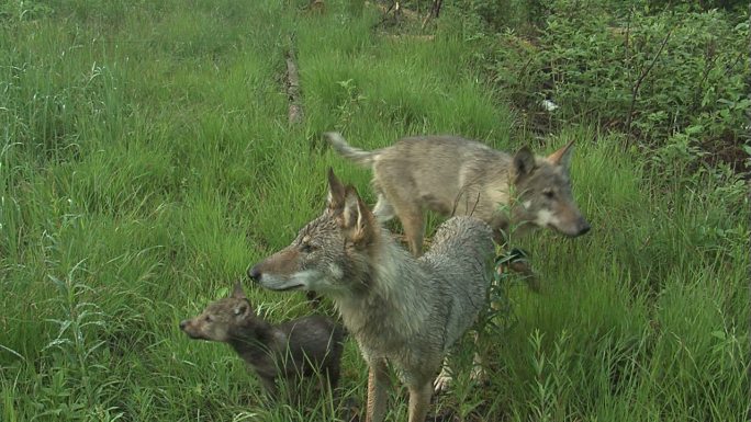 狼野生动物世界国家保护大自然非洲
