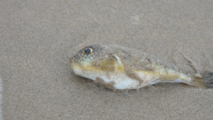 沙滩上的鱼