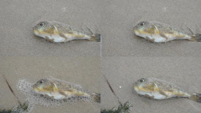 沙滩上的鱼