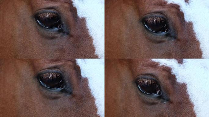 一匹棕色马眨眼的慢镜头