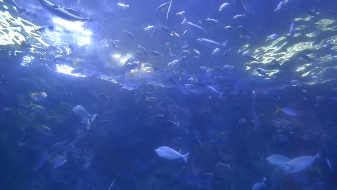 海洋生物 水下 海底世界海游馆