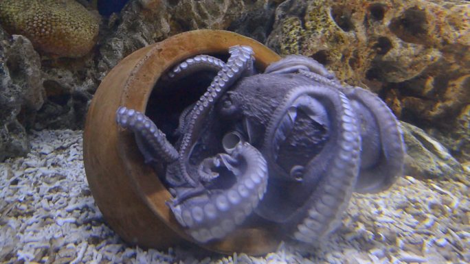 海洋生物章鱼水下游动海底世界海游馆