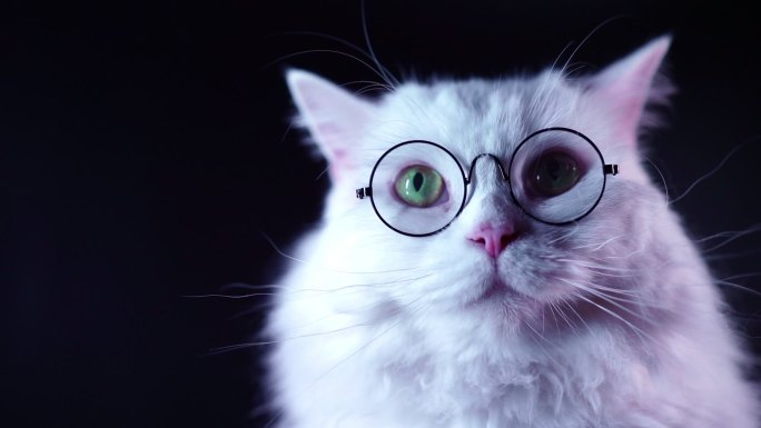 时尚的白色猫咪。猫带眼镜小猫咪品种