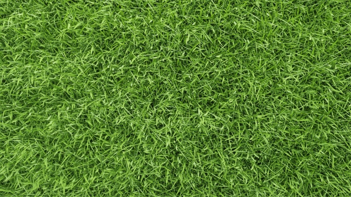 绿色草坪特写材质贴图草