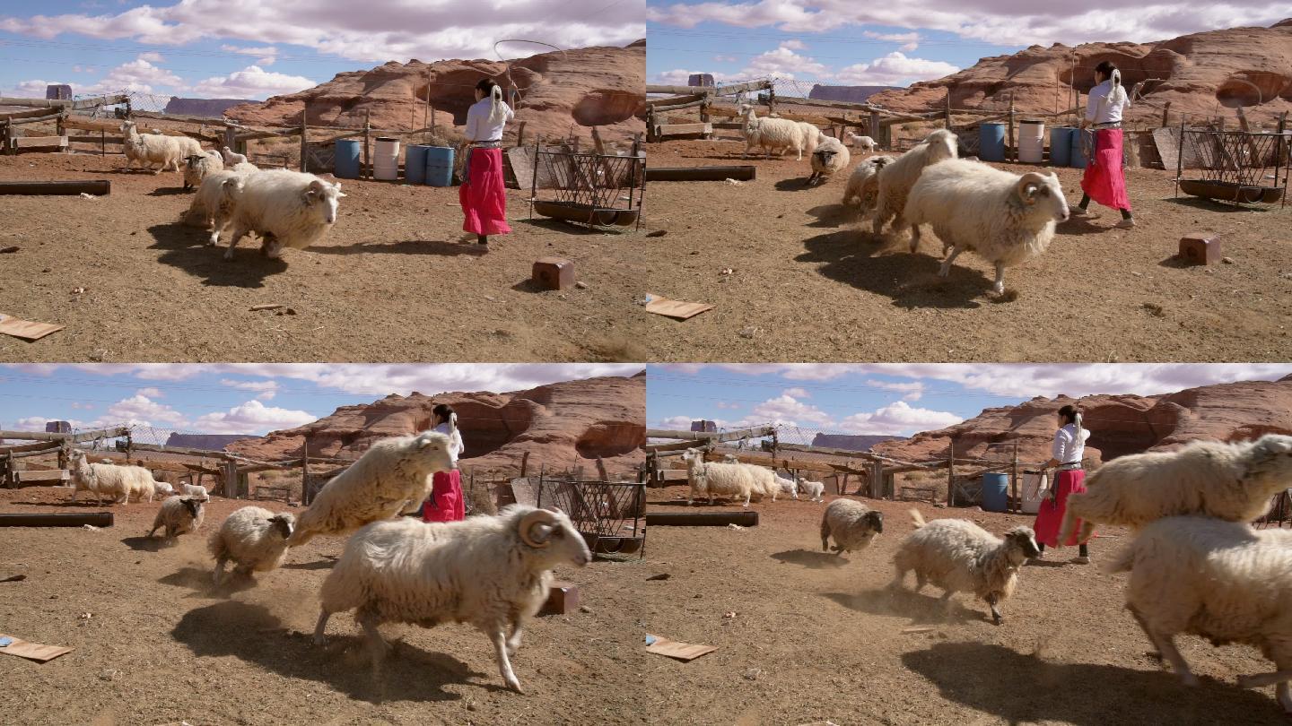 少女在羊圈里套着一只小羊