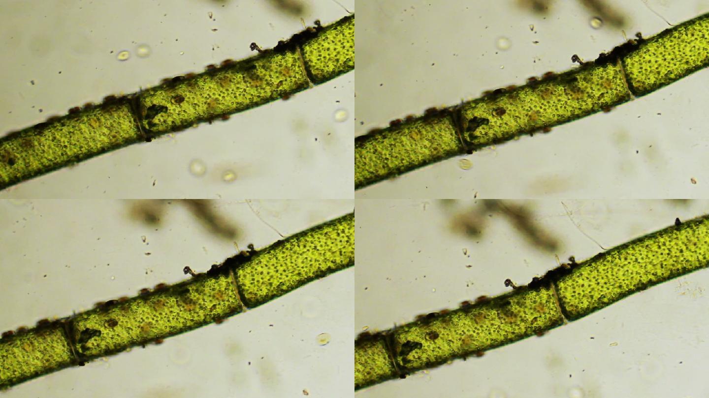 植物和微生物微观世界微循环绿叶叶绿素生物