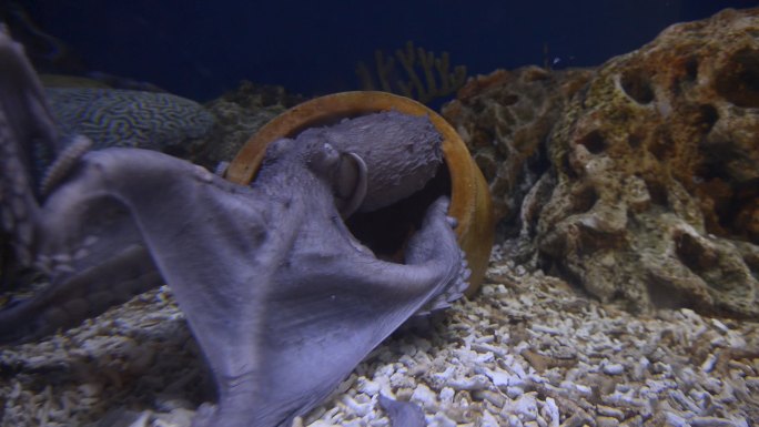 海洋生物章鱼水下游动海底世界海游馆