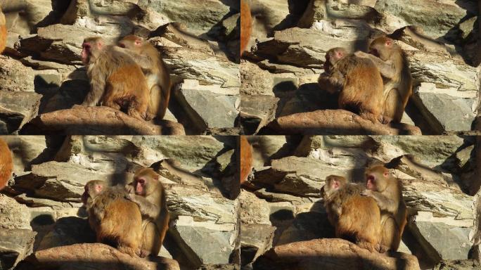 猴山猴子抱在一起取暖抓虱子 (3)