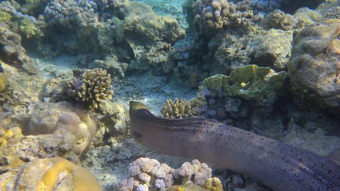 海鳗在浅水区的珊瑚礁顶上游动