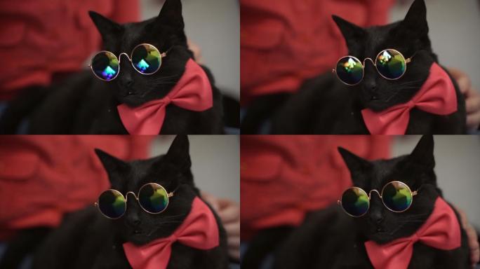 一直戴眼镜的小黑猫