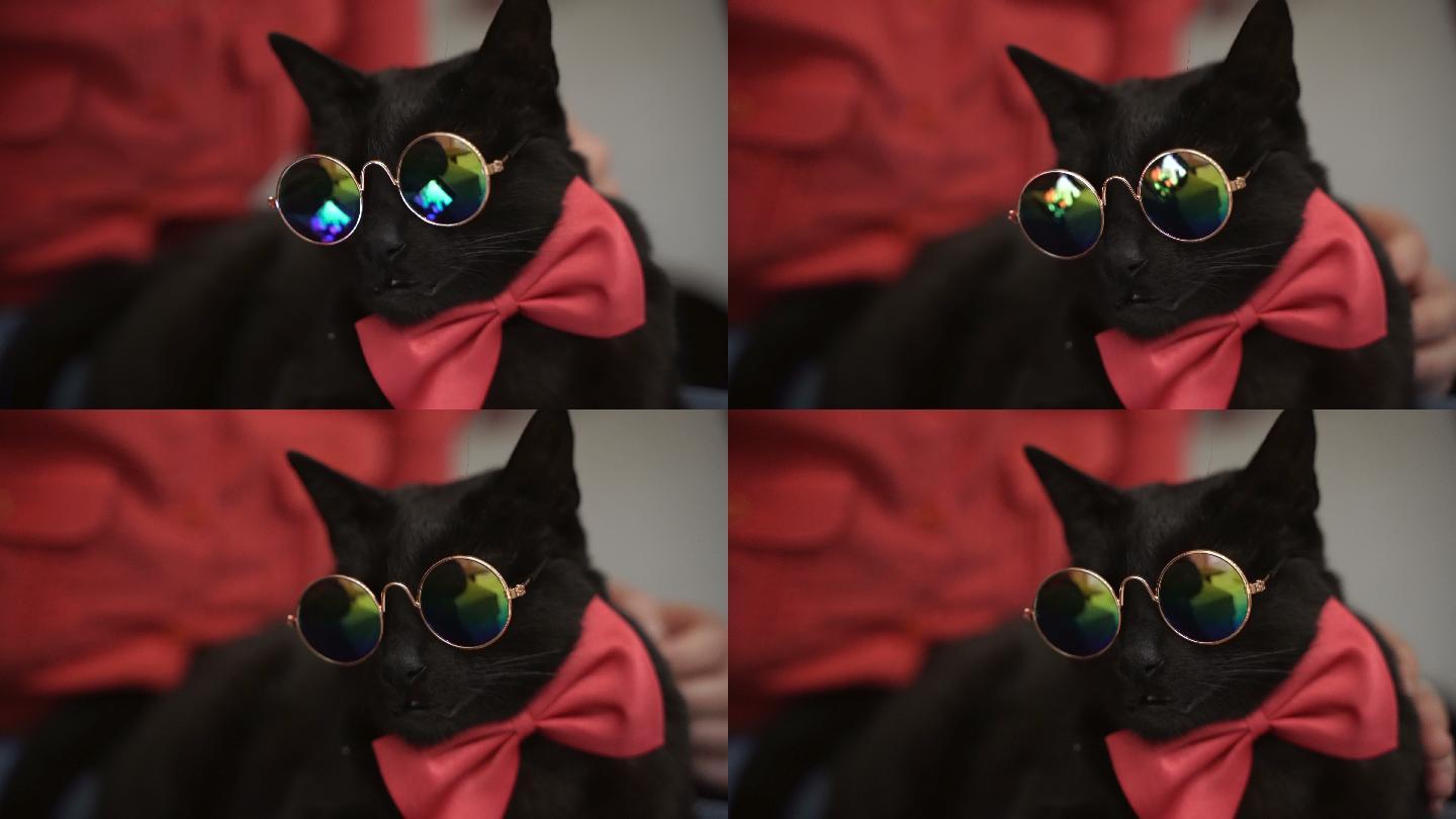 一直戴眼镜的小黑猫