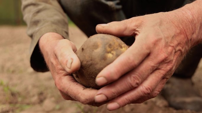 农夫检查着沾满泥土的土豆