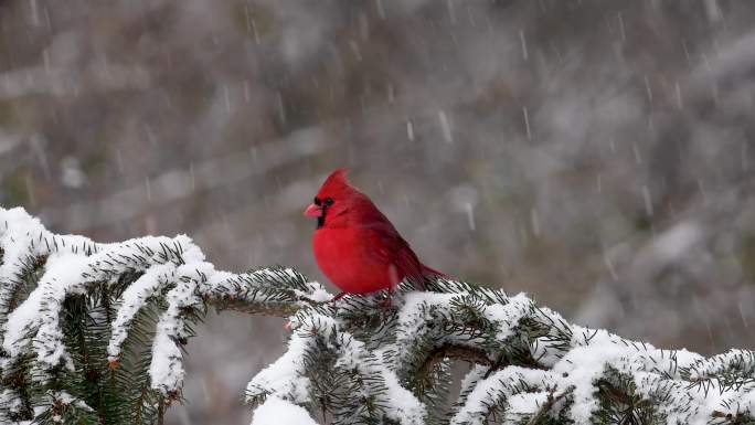 冬天雪中的红色小鸟