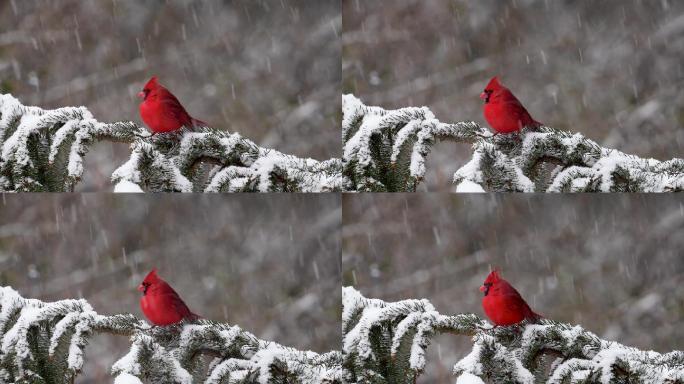 冬天雪中的红色小鸟