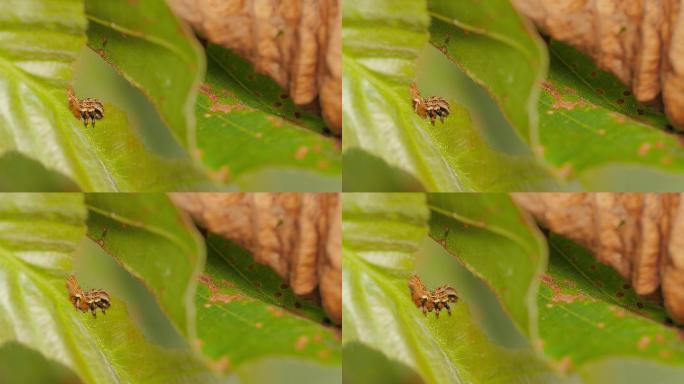 食虫叶4K微观拍摄微观拍摄蜜虫害虫微观昆