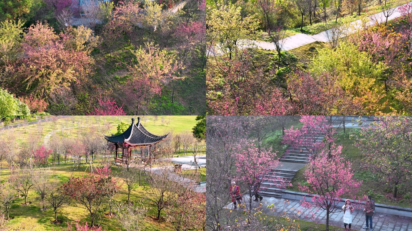 4K拍摄青秀山樱花盛开场景