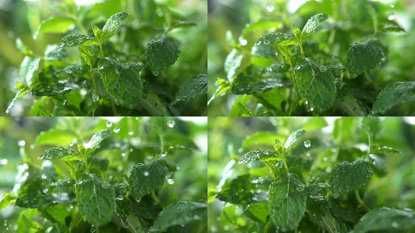 薄荷空镜绿色绿叶特写下雨清新唯美水珠大自