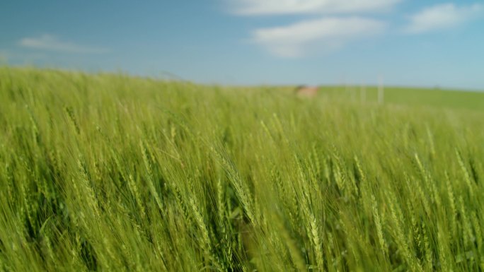 小麦作物4k麦田田园丰收麦子乡村田园麦穗