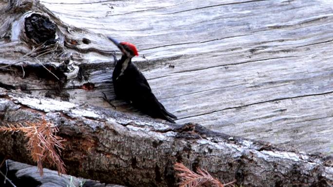 啄木鸟实拍视频特写镜头枯木老树