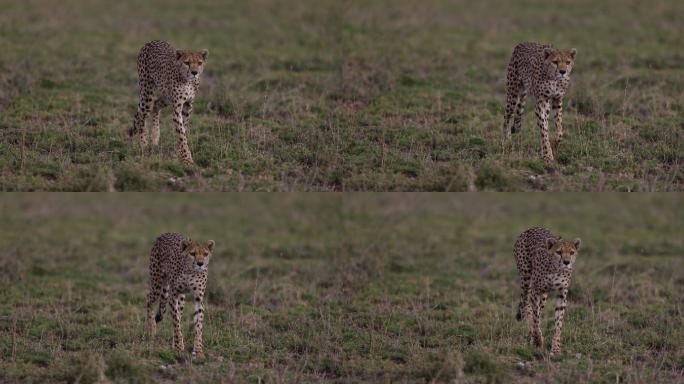雌性猎豹朝着相机跟踪猎物的特写慢动作