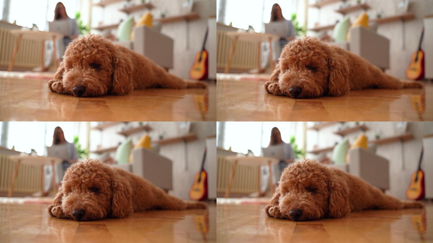 可爱的贵宾犬躺在公寓的地板上