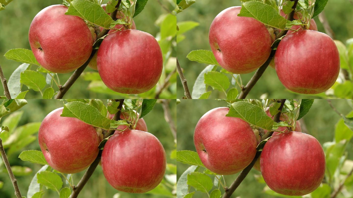 树枝上的红苹果红苹果丰收果园种植